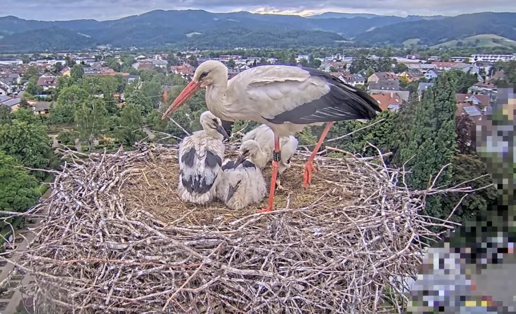 Nachdem sie alle ihre Kids (Elisha Jo, Socke und Fips) beknabbert hat, begibt sich Ulla wieder auf Futtersuche.