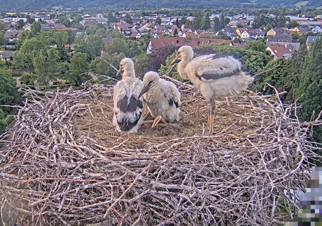 Und wieder allein, von links: Elisha Jo, Socke und Fips (stehend)