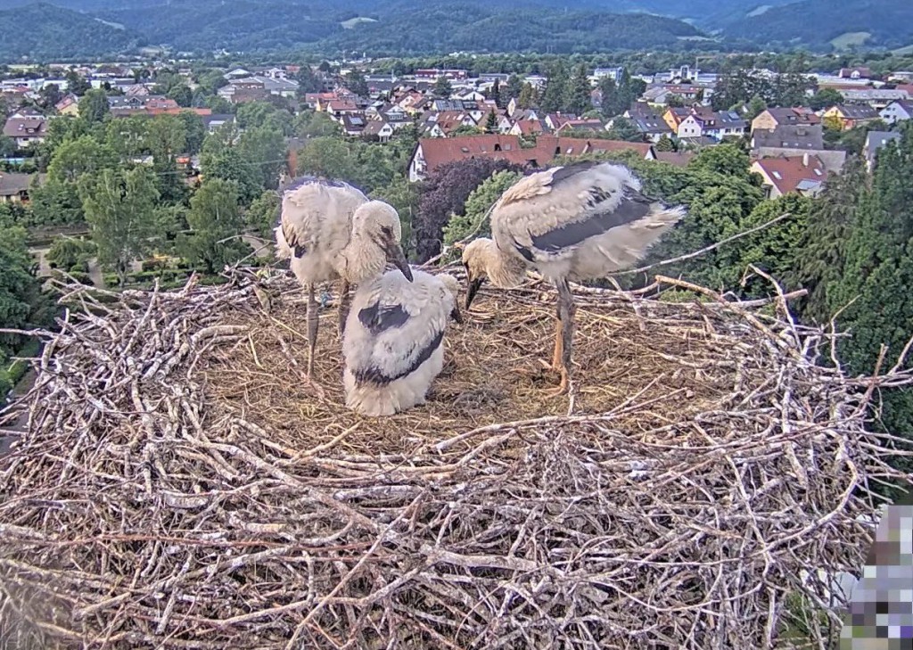 Von links: Elisha Jo (stehend), Fips und Socke (stehend)