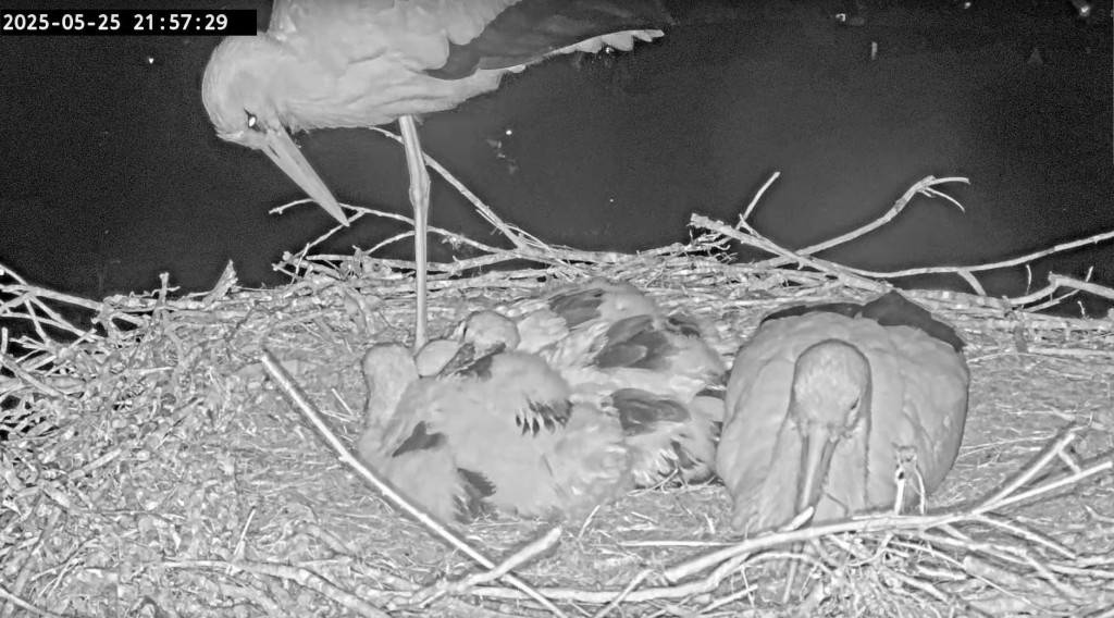 Der Tag ist zu Ende: Um 21:55 Uhr sind wieder alle im Nest, Ulla legt sich zu ihren Kids.