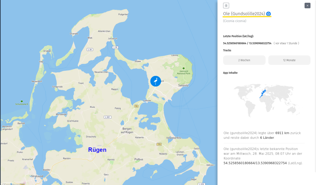 Ole am 28. Mai 2025 - immer noch auf Rügen.