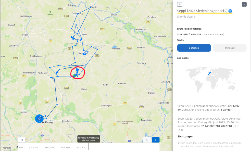 Seppl aus Siedenlangenbeck am 6. Juni 2025. Der rote Kreis markiert die unmittelbare Gegend um Siedenlangenbeck. Dort ist Seppl geboren worden - und dorthin war er im Frühling zurückgekehrt und dort hatte er sich länger aufgehalten.