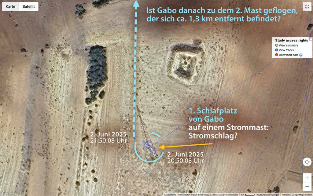 Gabo_02Juni2025_Oued-Laou_Marokko_Movebank_neu.jpg