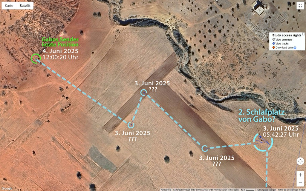 Gabo_03-bis-04Juni2025_Oued-Laou_Marokko_Movebank_bearb.jpg