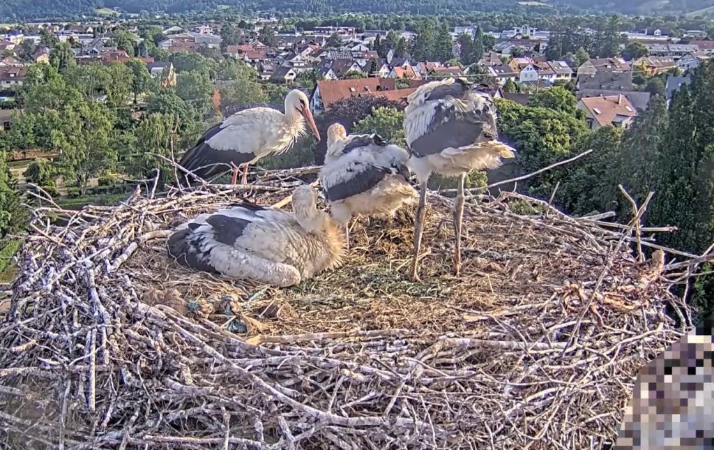 Der Fremdstorch steht auf dem Kirchendach: Die Jungstörche (von links) Socke, Fips und Elisha Jo lassen ihn nicht aus den Augen.