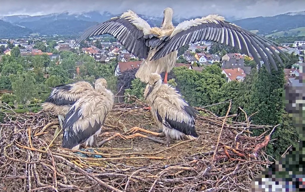 2. Juni 2025, 12:22 Uhr, Schichtwechsel: Ulla ist mit Futter zurück, ebenfalls klatschnass und schüttelt erst mal ihre Flügel aus.