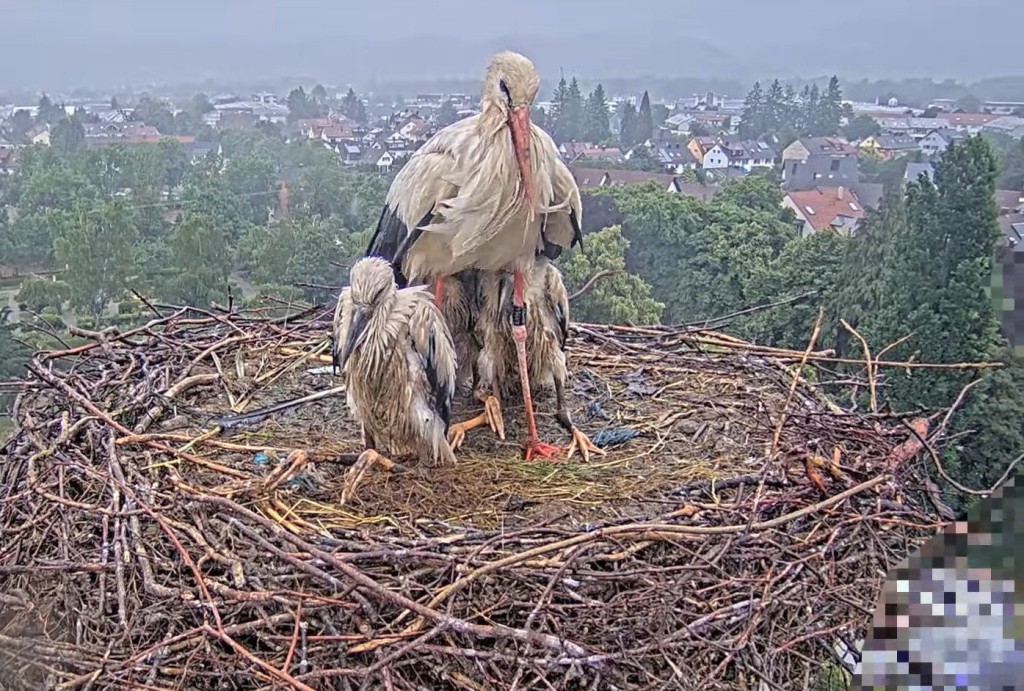 2. Juni 2025, 17:44 Uhr: Wieder ein ordentlicher Regenschauer. Edgar fungiert als Regenschirm für Fips und Socke (rechts hinten).<br />Elisha Jo (vorne links) erträgt es mit Fassung, dass sie als dritter Jungstorch nicht mehr darunterpasst.