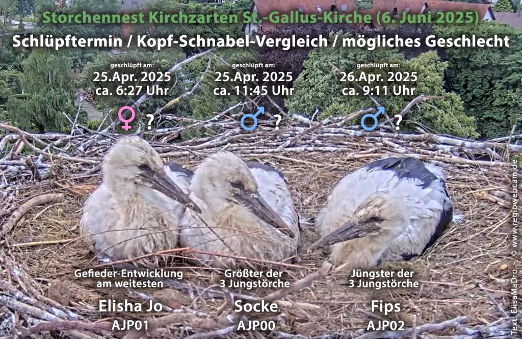 Patenstörche-Kirchzarten_2025-06-06 06Uhr47-und-06Uhr50Uhr von-links_Elisha Jo-01_Socke-00_Fips-02.jpg