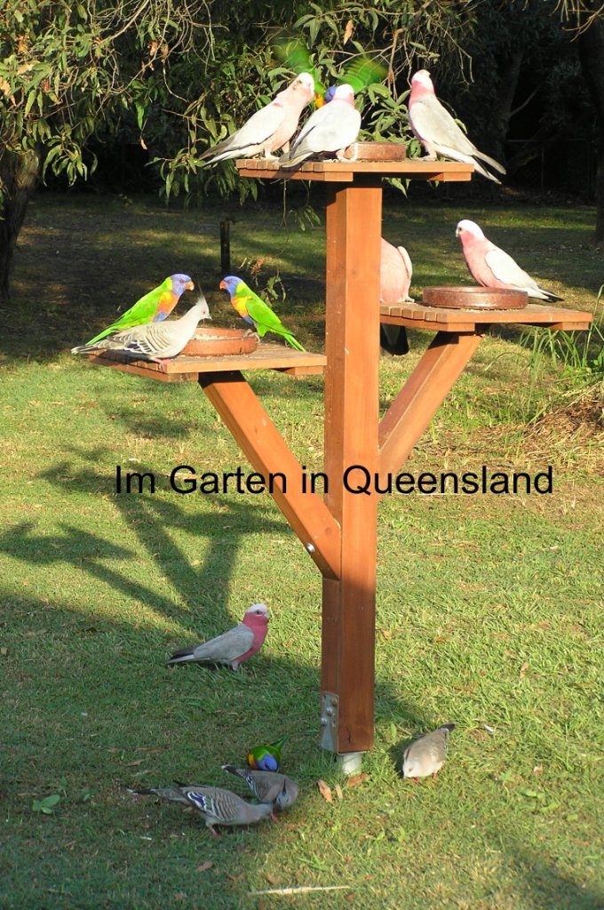 Im Garten Queensland.JPG