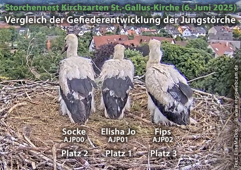 Patenstörche-Kirchzarten_2025-06-06 11Uhr31-44 Jungstörche-allein_Rückenansicht.jpg
