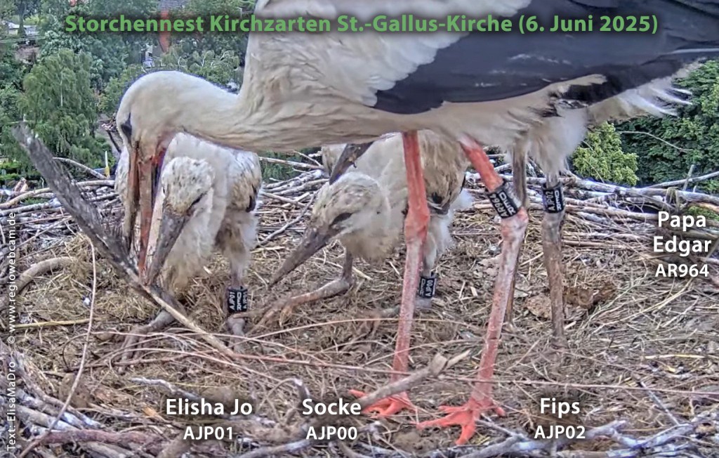 Patenstörche-Kirchzarten_2025-06-06 06Uhr33-31 Edgar_mit_ElishaJo-01_Socke-00_Fips-02.jpg