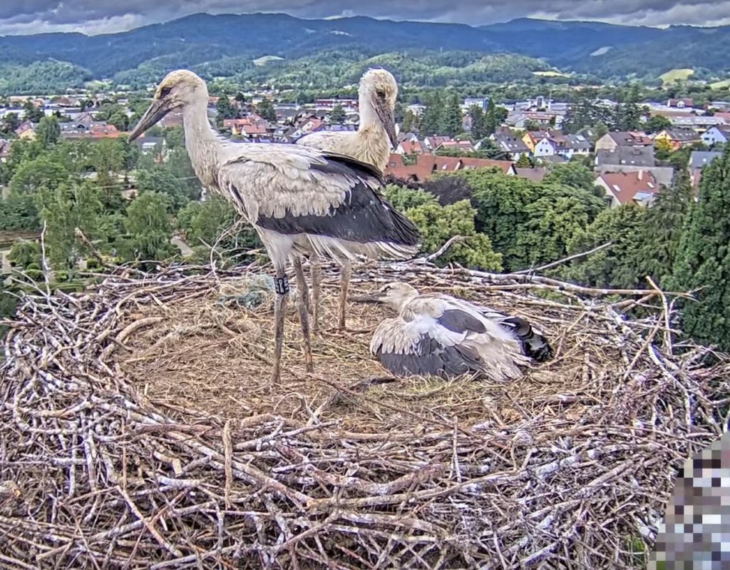 6. Juni 2025, ca. 15 Uhr: Sie sehen fast erwachsen aus und stehen können sie auch: Elisha Jo (vorne), Fips (hinten) und Socke (liegt).