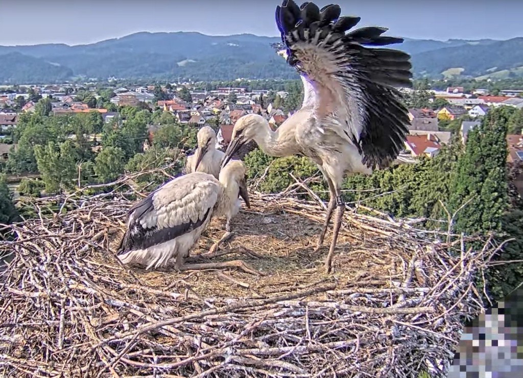 9. Juni 2025: Während die Eltern auf Futtersuche sind, trainieren die drei Jungstörche ihre Flugmuskulatur. <br />Besonders Elisha Jo legte recht bald einen gewissen Ehrgeiz an den Tag, Fips (links) und Socke (hinten) ließen sich anfangs mehr Zeit.