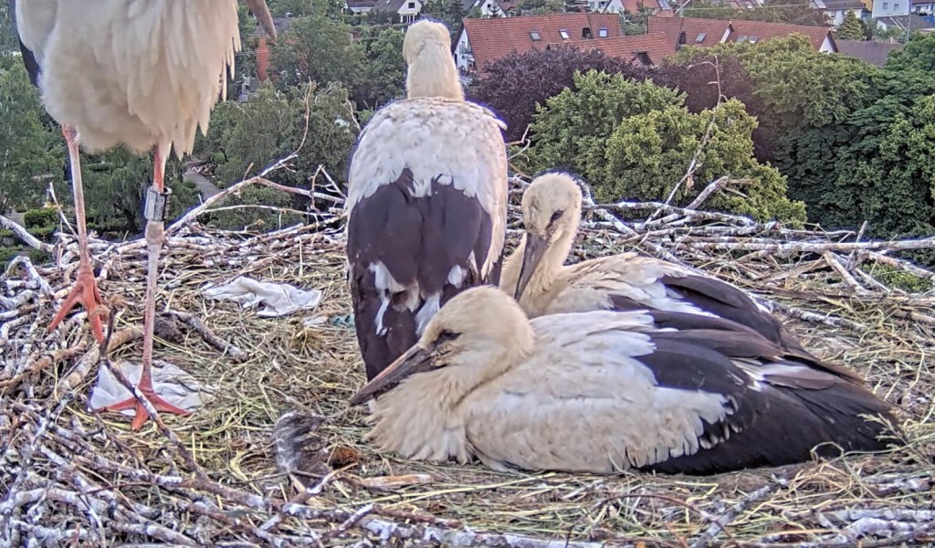 13. Juni 2025, 5:34 Uhr: Ulla und ihre Kids werden langsam wach (von links): Fips (Rückenansicht), Elisha Jo (hinten) und Socke (vorne).