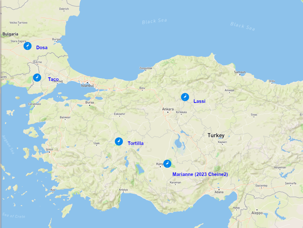 Ostziehende Störche in der Türkei und einer in Bulgarien am 7. Juli 2025.
