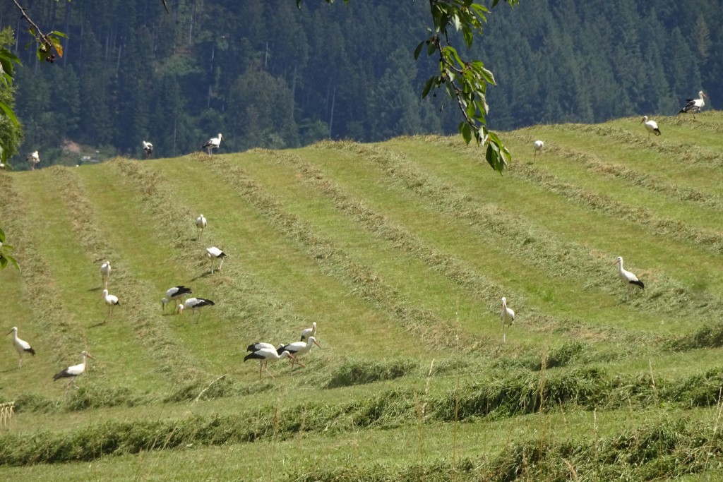 Teil der Storchengruppe am Ortungspunkt    Copyright: Frank B