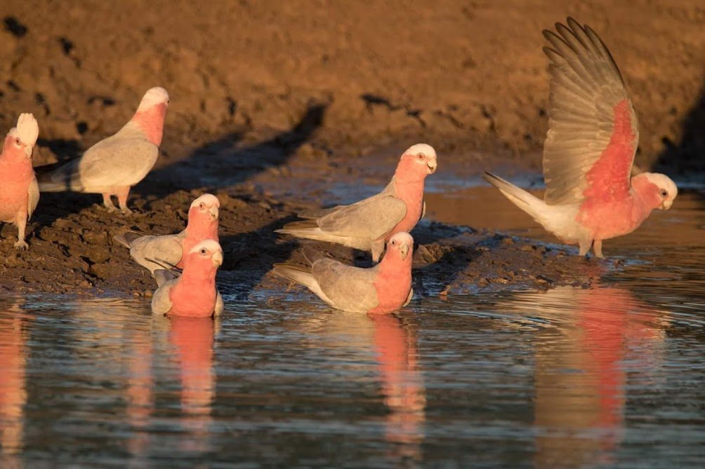 Galahs am Billabong.jpg