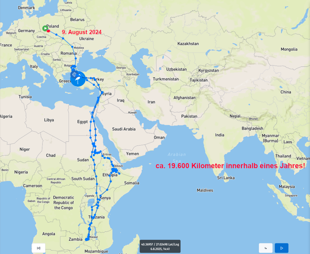 Rund 19.600 Kilometer ist Taco innerhalb eines Jahres geflogen.