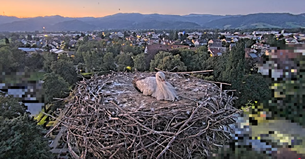 Edgar liegt im Nest und wartet auf Ulla.