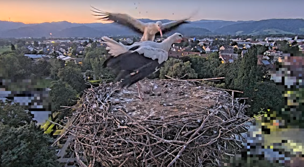 Ulla landet im Nest.