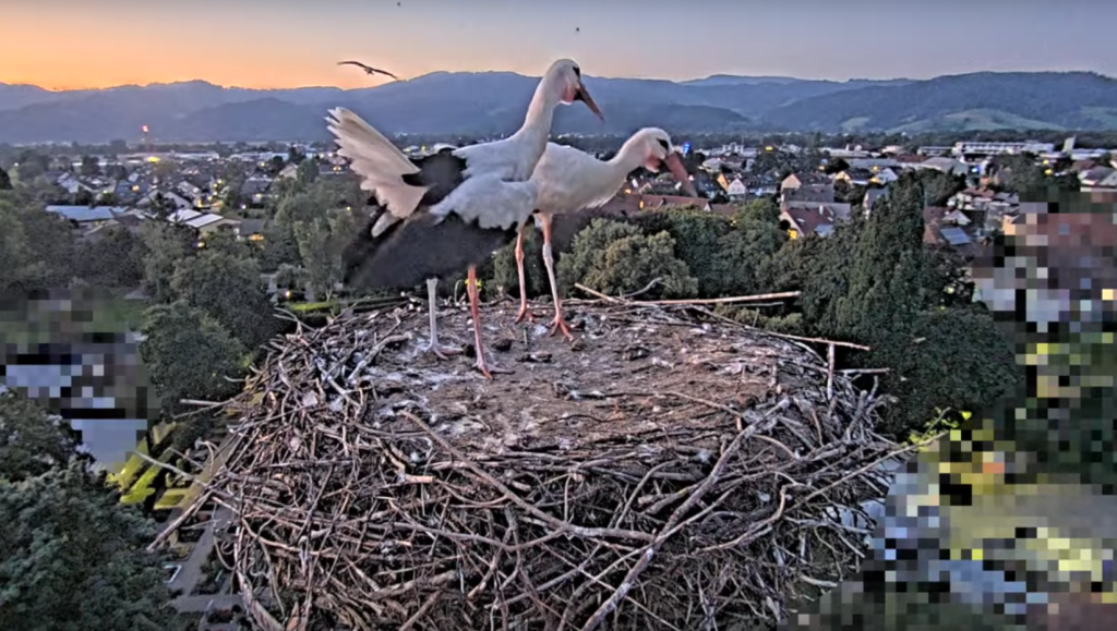 Der unbekannte Storch kommt links oben ins Bild.