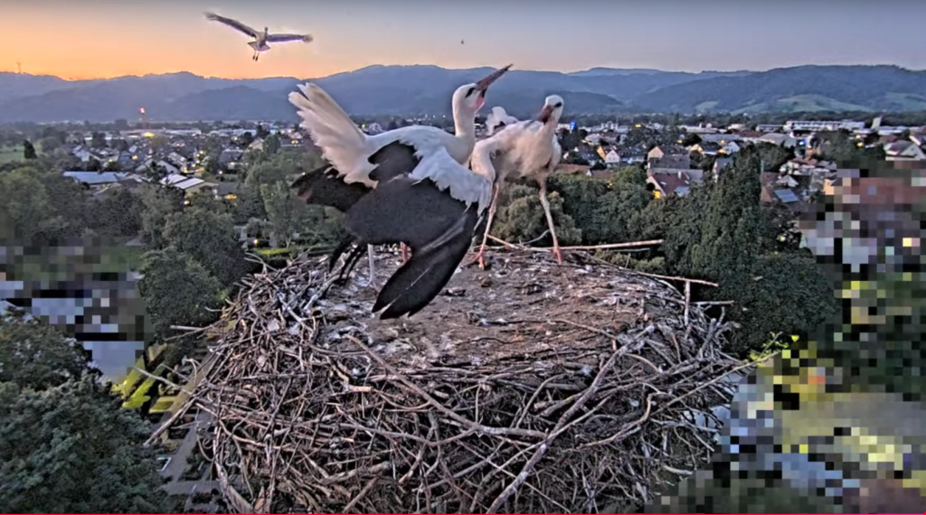 Wer ist dieser Storch? Ist es Frankie?