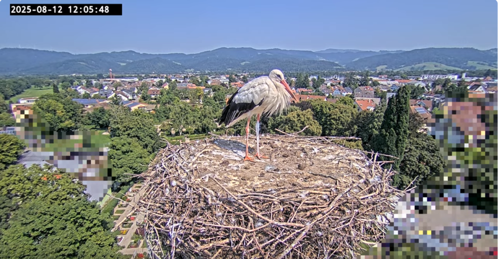 Ulla steht allein im Nest.