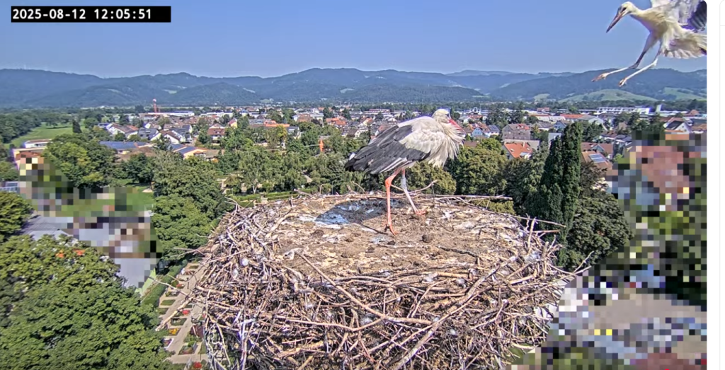 Jungstorch fliegt heran.