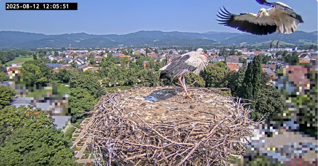 Jungstorch ist eindeutig unberingt.