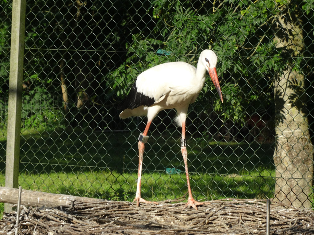 Brilliant geduckt stehend.JPG