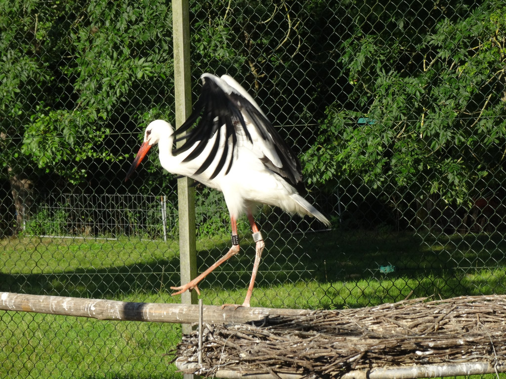 Brilliant Flügel.JPG
