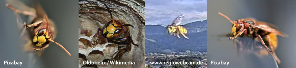 Europ-Hornisse_4Bilder.jpg