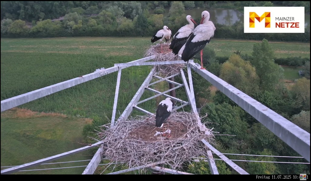 Storchennester_Mainzer Stadtwerke.png