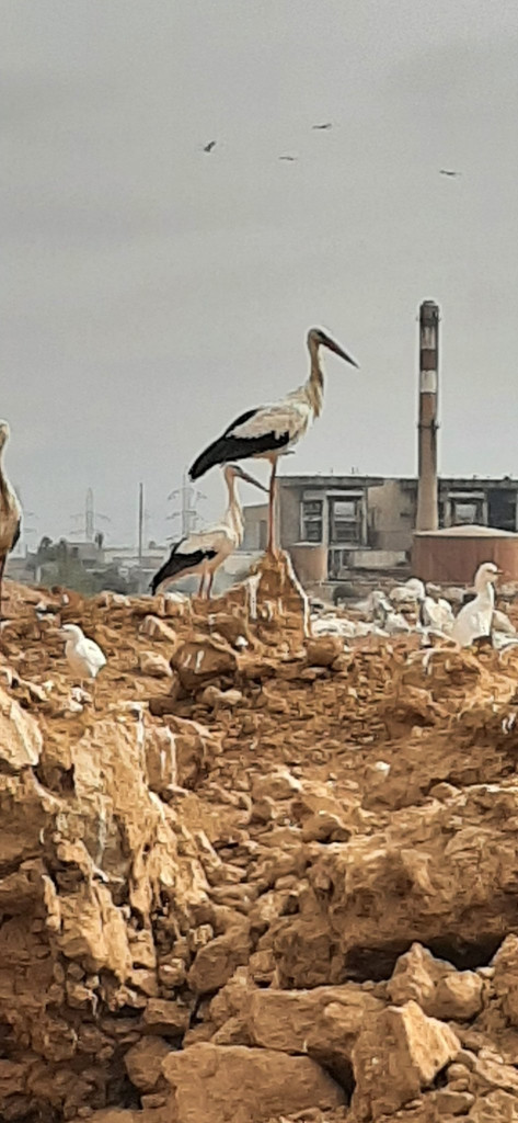 Kenitra 04.10.24-3.jpg