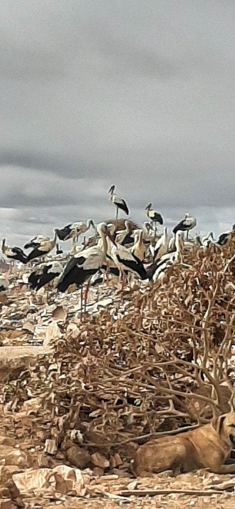 Kenitra 04.10.24-4.jpg