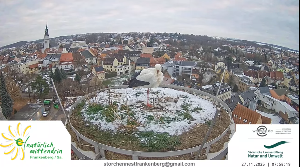 'Storchi' im sächsischen Frankenberg. 27. November 2025