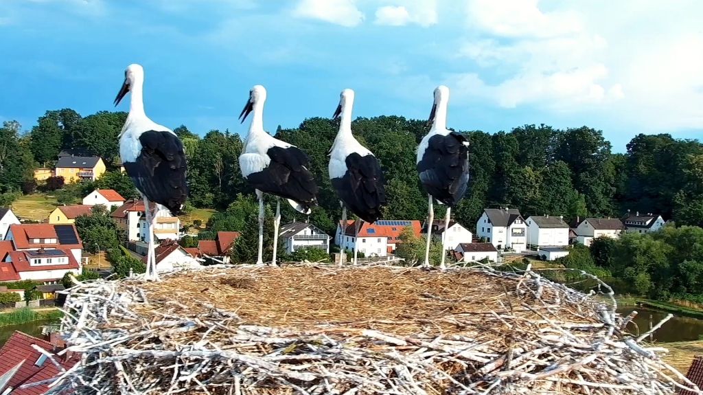 Die 4 Jungstoerche-Roettenbach_2025-07-01.png
