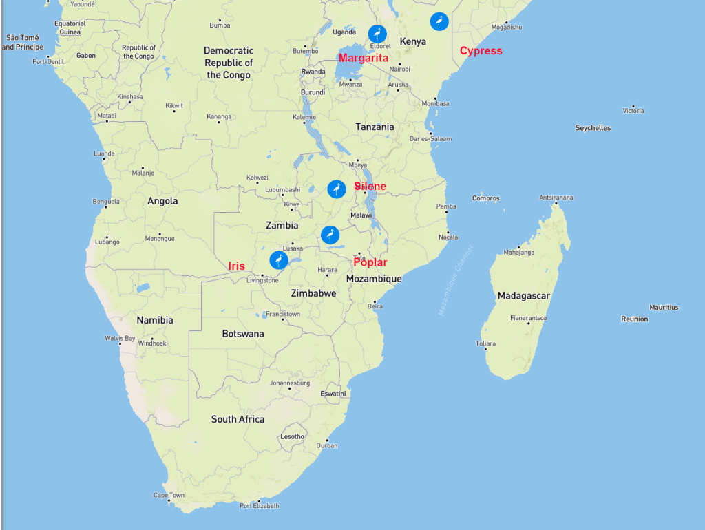 5 von 42 der 2025iger Senderstörche aus Polen sind noch 'online'.