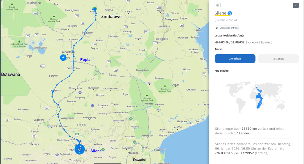 Silene ist in der Nähe von Johannesburg in Südafrika angekommen. Rund 13.000 Kilometer hat sie unter den Flügeln!
