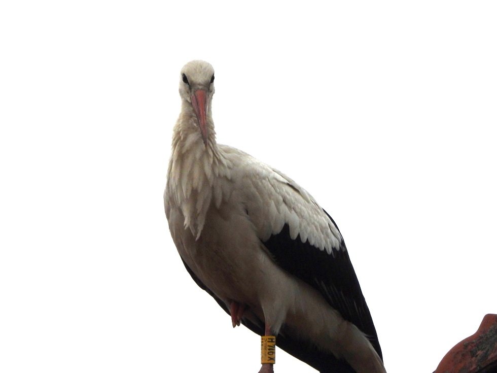 X914H in Zeuniz auf Dach Schlafplatz .JPG