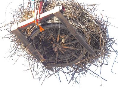 13.06. Beringung in Grethen  (2).JPG