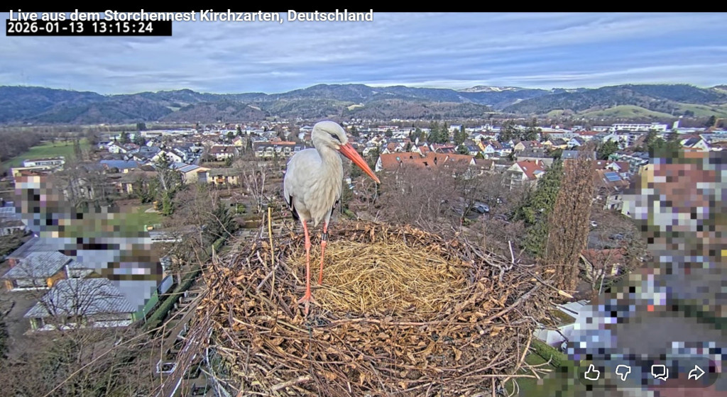 Um 13:14 Uhr ist Ulla gelandet und inspiziert ausgiebig ihr Kirchturmnest ...