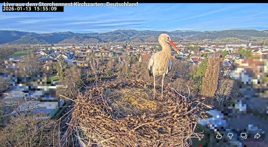 Um 15:38 Uhr landet Edgar ... auch ihm scheint das üppig gefüllte Nest aufzufallen. Er prüft auch das Heu mit dem Schnabel.