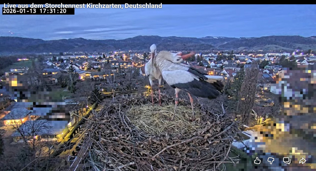 Um 17:28 Uhr landet dann wieder Edgar, drei Minuten später auch Ulla, die von ihrem Gatten klappernd begrüßt wird.