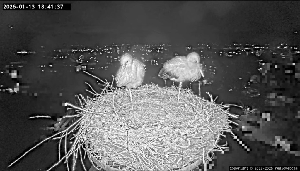 13. Januar 2026: Ulla (links) und Edgar übernachten erstmals seit Mitte Oktober 2025 wieder auf ihrem Kirchturmnest.