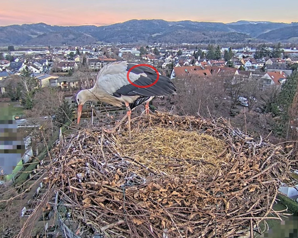 Edgar heute Morgen: Die rot markierte, herausstehende weiße Feder in der Linie des schwarz-weißen Deckengefieders ist schon auffällig.