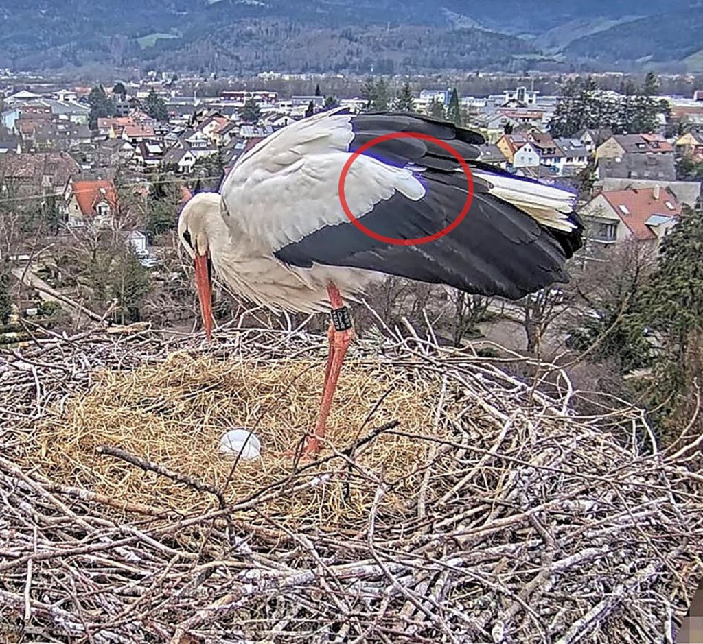 Edgar im Nest am 23. März 2025