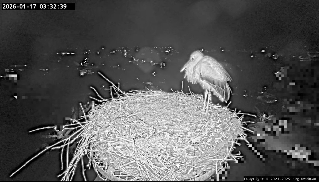 Ulla schlief in der Nacht vom 16. auf den 17. Januar 2026 ohne Edgar in ihrem Nest.