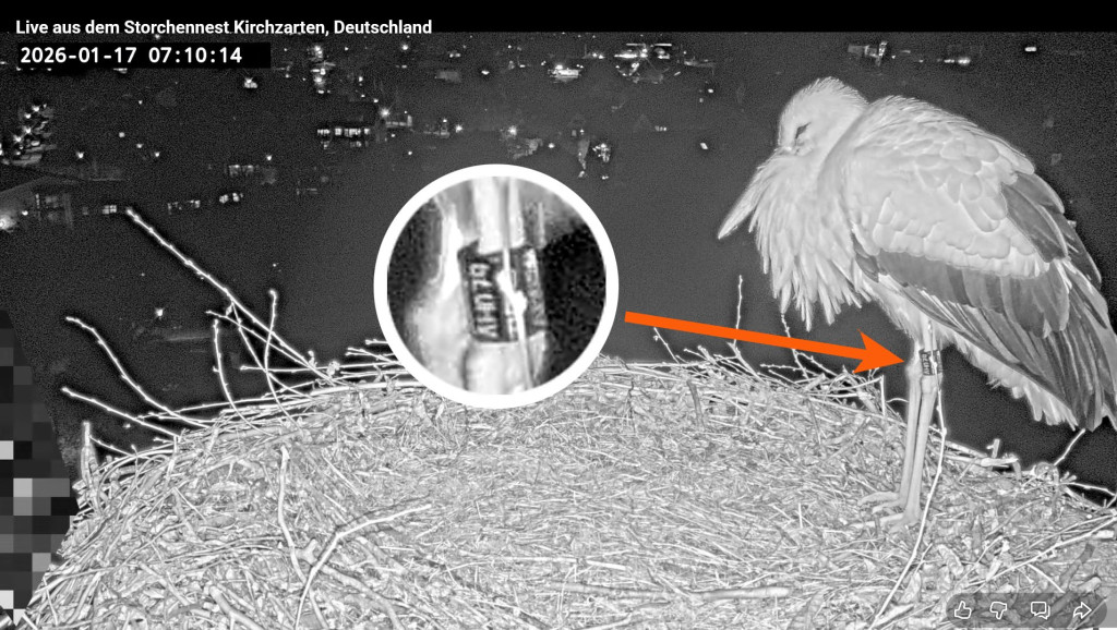 Der Ausschnitt der Webcam wurde vergrößert: Die Ringnummer AH079 belegt, dass es wirklich Ulla ist.