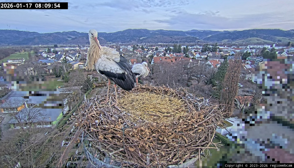 17. Jan. 2026, 8:09 Uhr: Edgar ist wieder mit im Nest.